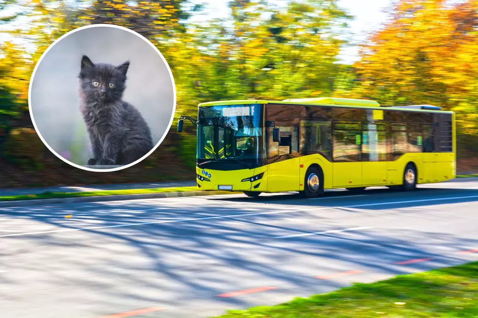 Tiny Kitten Makes Harrowing Ride Under City Bus In Minnesota
