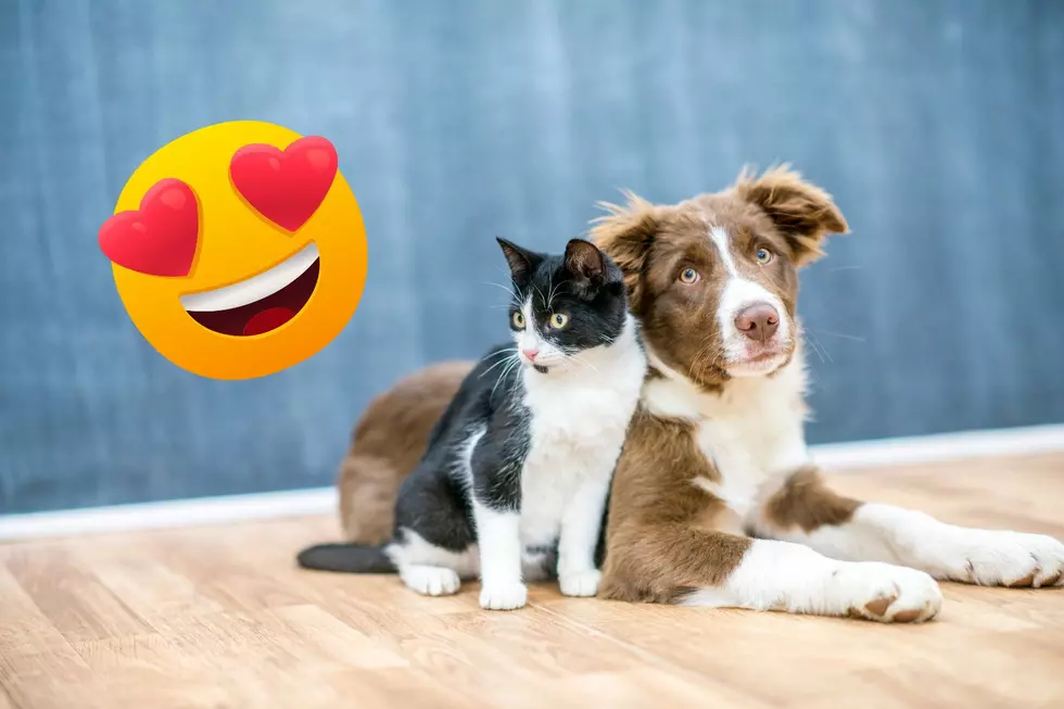 MN Pet Sitter Just Did Something Amazing For Homeless Animals