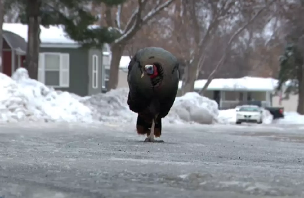 Minnesota Neighborhood Is Currently Being Terrorized By Wild Turkey