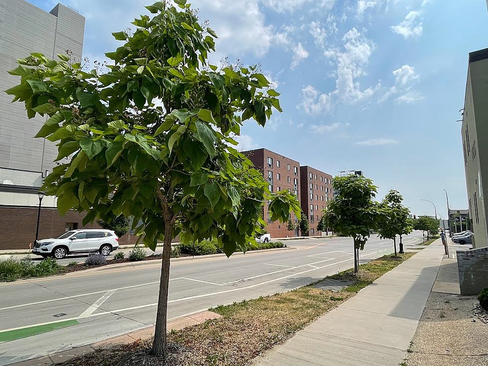 Trees in Minnesota Need Your Help Right Now