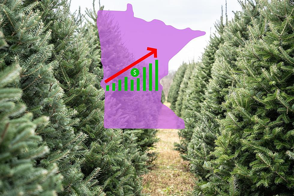 Will Minnesota’s Extreme Drought Make Your Christmas Tree More Expensive?