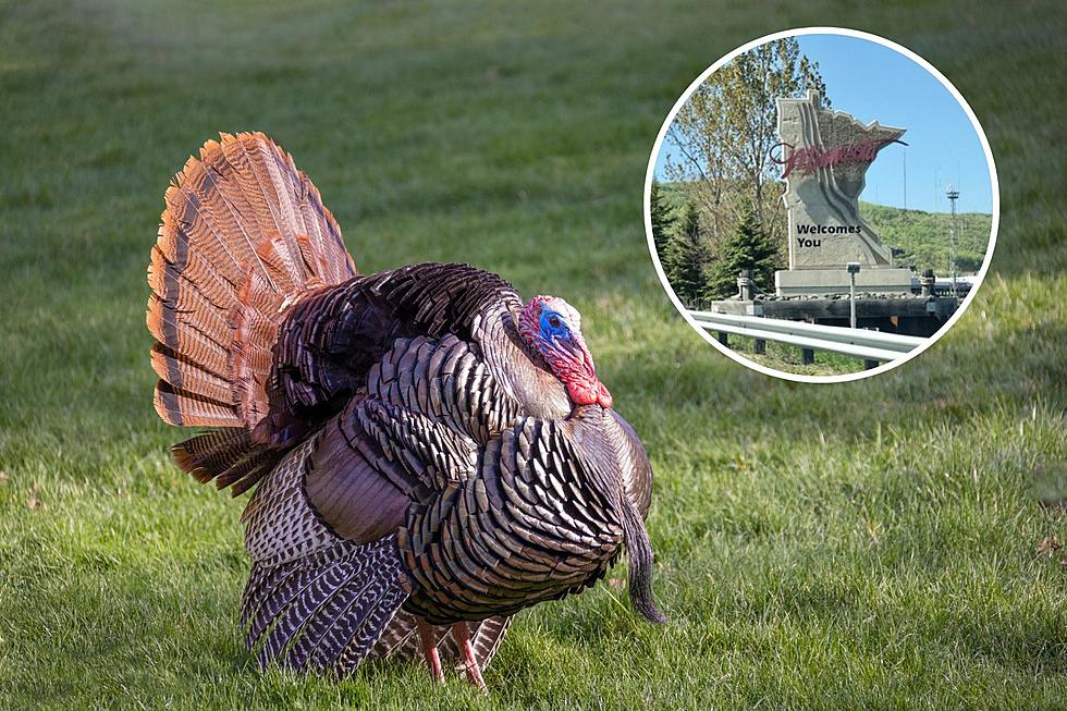 10 Amazing Facts You Didn’t Know About Turkeys in Minnesota