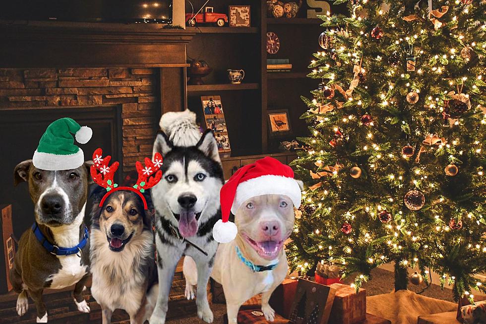These Minnesota Dogs Need a Christmas Miracle