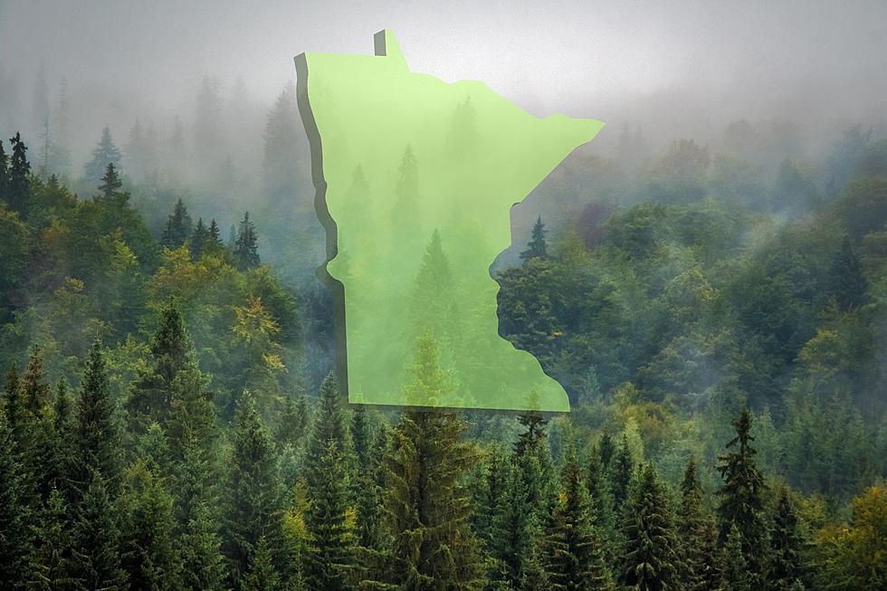 A Strange Forest in Shape of Minnesota Just Re-emerged