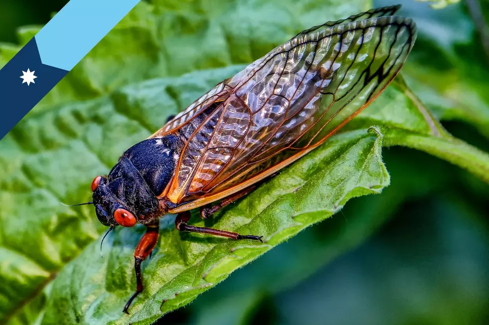 Is That Invasion of Cicadas Now Heading to Minnesota?