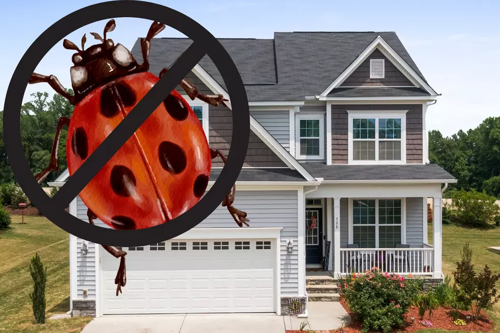 Minnesota Homeowners' Guide to Easy & Natural Lady Beetle Removal