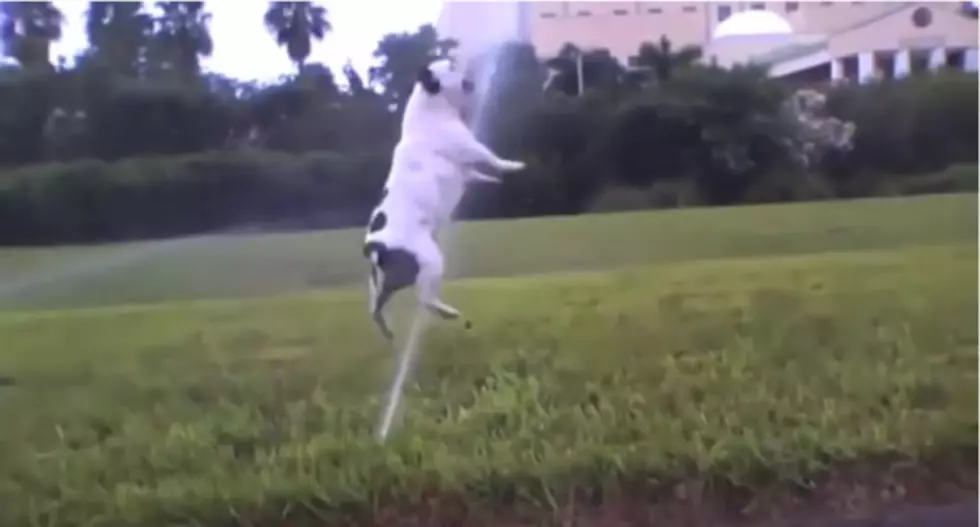 Dogs Having a Blast With Sprinklers [Video]