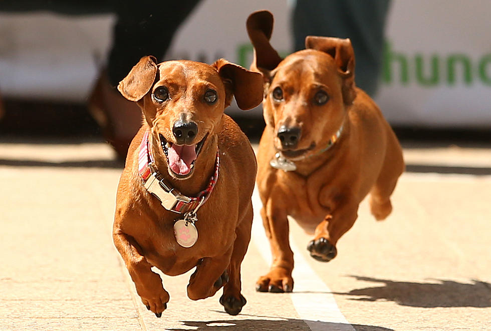 Wiener Dogs Stretch Their Legs This Weekend at Ellis Park