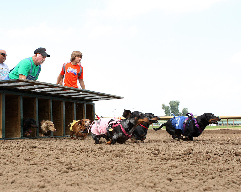 Wiener Dog Races Return To Ellis Park