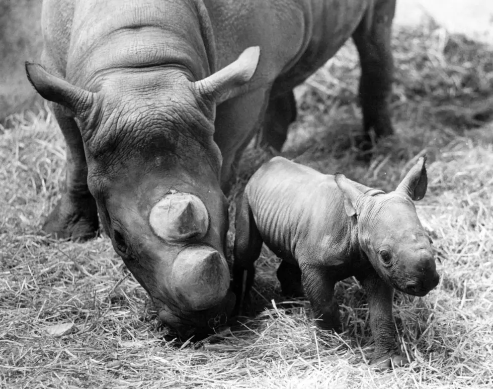 Evansville’s Mesker Park Zoo Getting a New Rhino Named Rupert