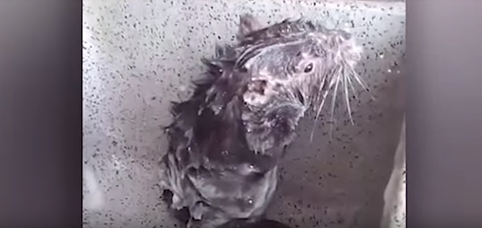 Rat Takes a Shower Like It’s a Normal Thing To Do