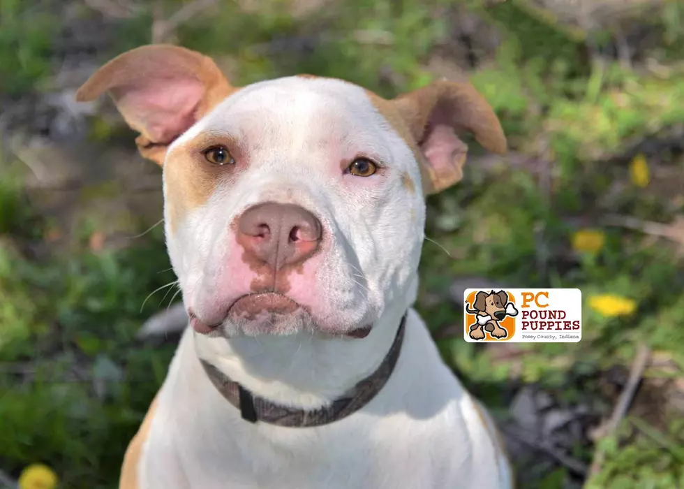 Punkin Needs Forever Home [103 GBF PC Pound Puppy of the Week]