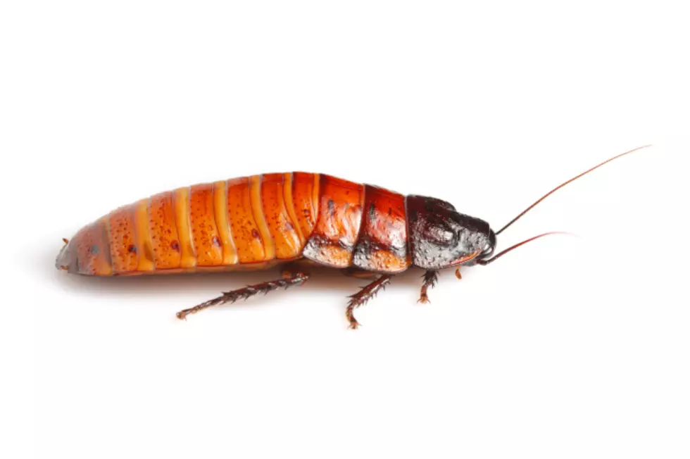 Meet & Greet Wesselman Woods Madagascar Hissing Cockroaches