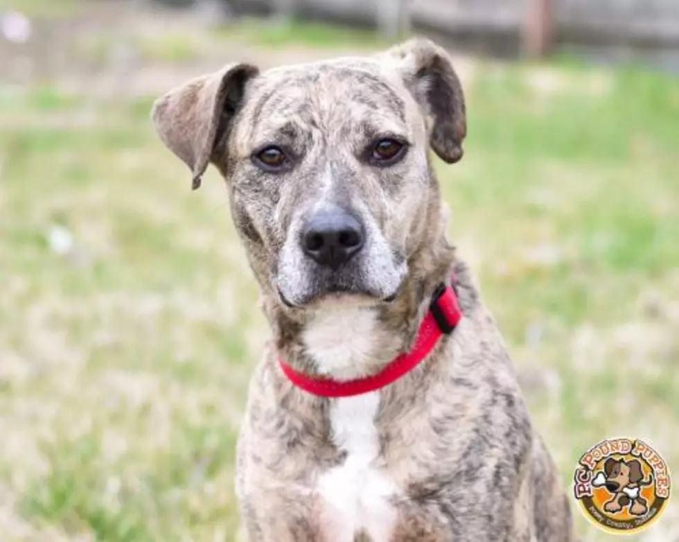 Dobby Will Fall in Love with You [103 GBF PC Pound Puppy of the Week]