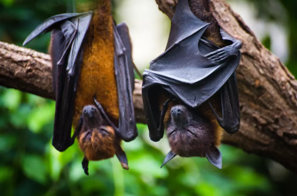 Bat Facts: 13 Fun Facts About Bats