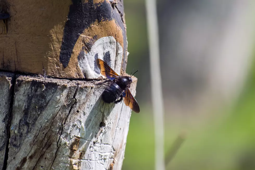 How to Keep Carpenter Bees Away From Your Deck and Shed