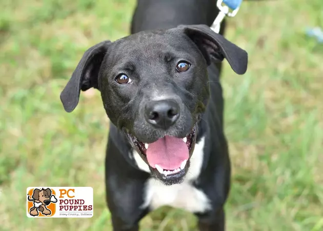 Raven is a Sweet Girl [103 GBF PC Pound Puppy of the Week]