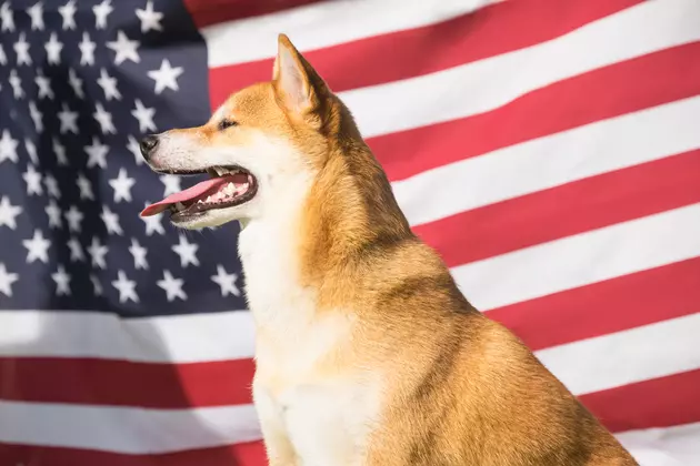 ITV Offering Assistance to Pet Owners Impacted By Government Shutdown