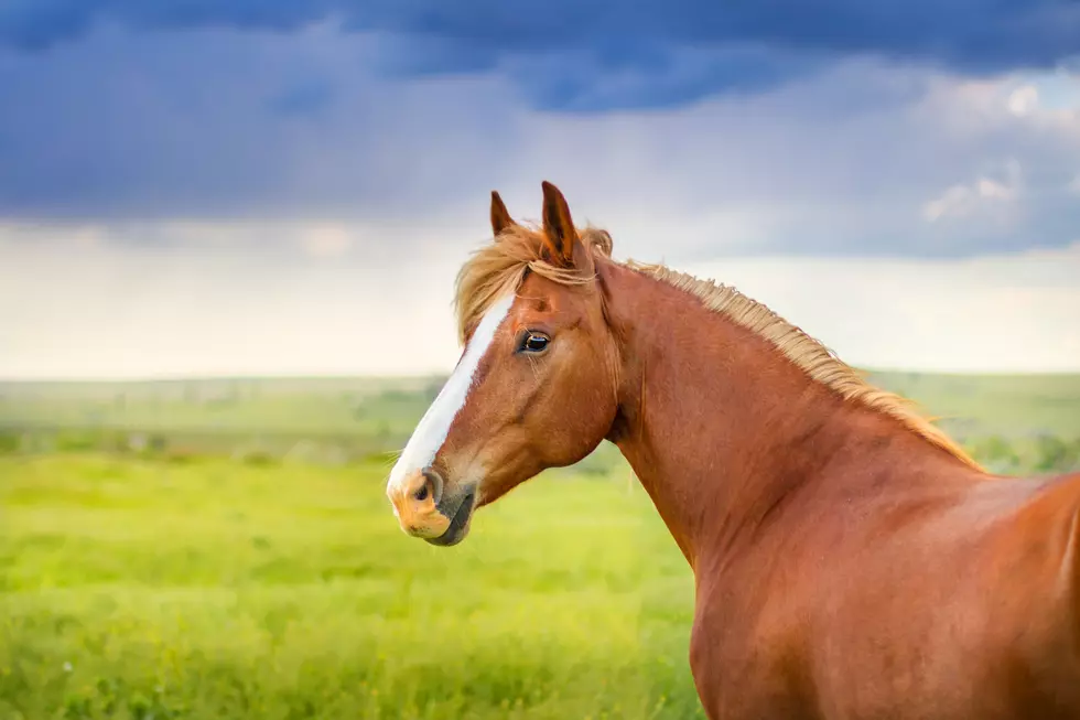 No 52 Horses Do NOT Need to Be Rehomed