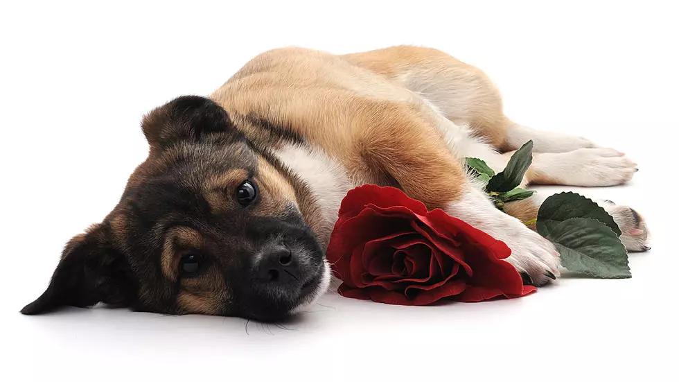 Petals for Paws the Valentine&#8217;s Gift that Gives Back!