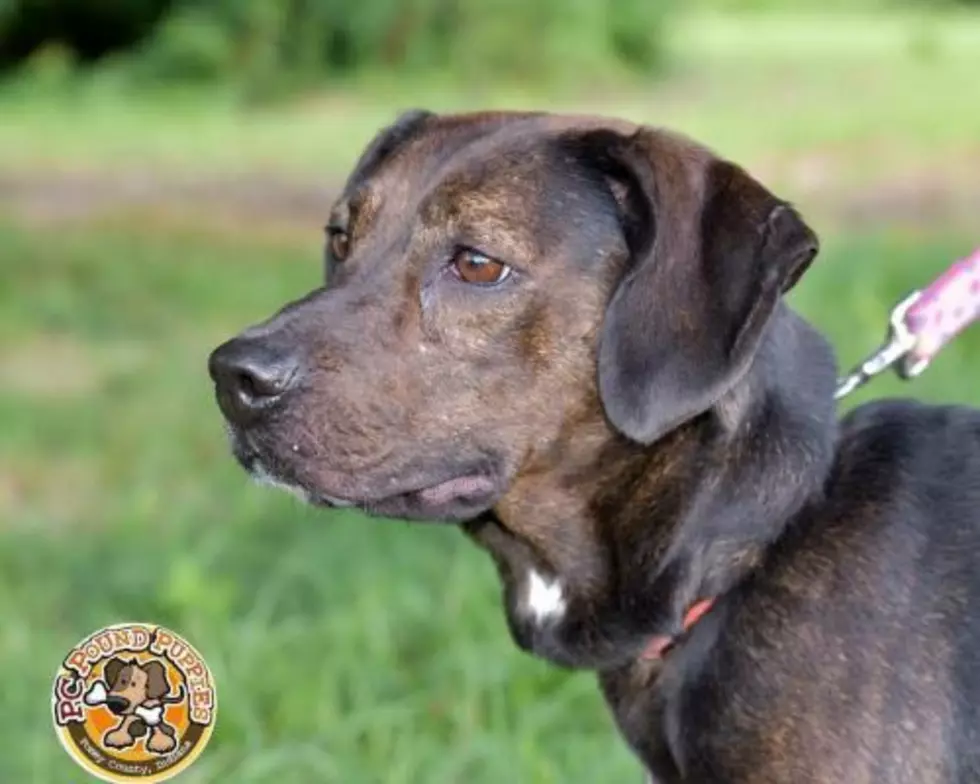 Peaches Is a Very Smart Girl [103 GBF PC Pound Puppy of the Week]