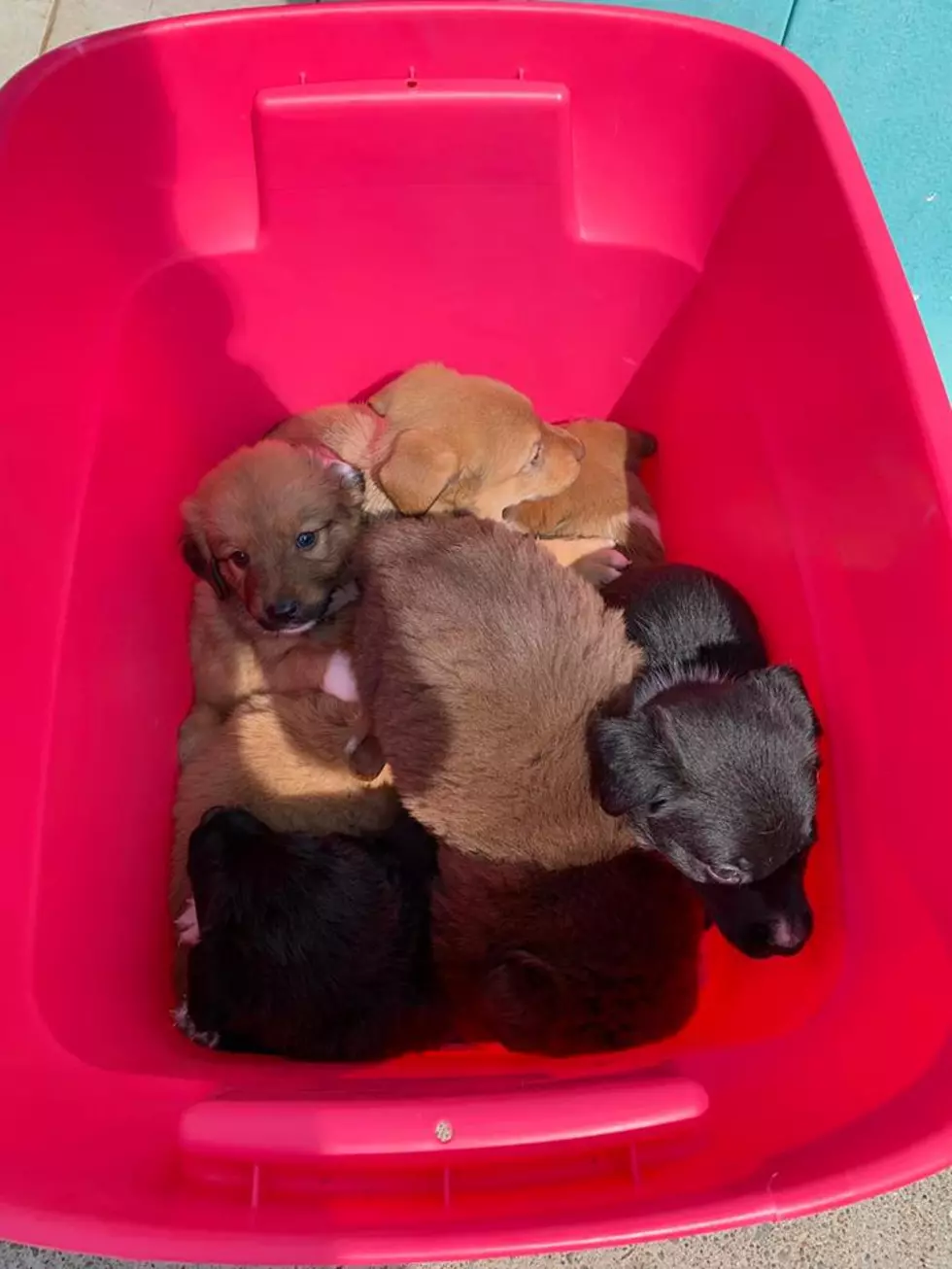 Evansville Rescue has a Tote FULL of Puppies Dropped Off