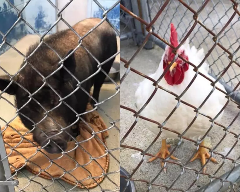 Evansville Animal Control Needs Help Homing Pet Pig & Rooster