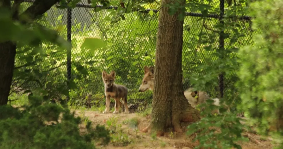 Mesker Park Zoo Announces Name of Endangered Wolf Pup!