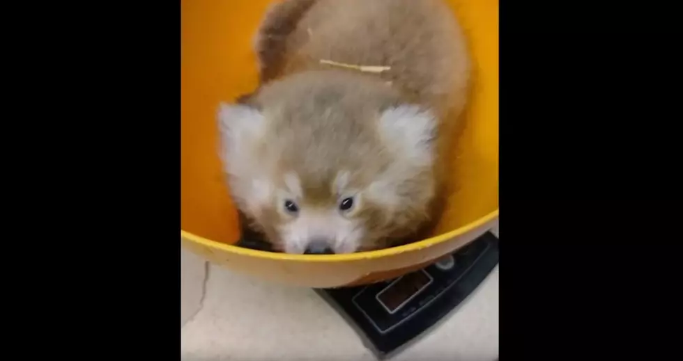 Mesker Park Zoo Has Baby Red Pandas And I Can’t Handle The Cuteness