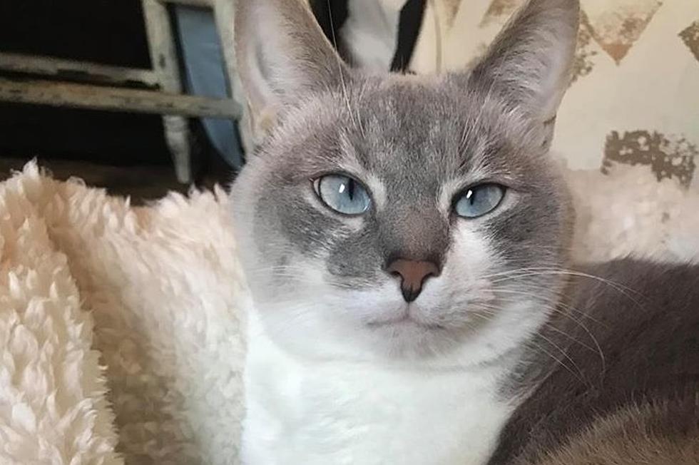 Newburgh Indiana Cat With Instagram-worthy Looks Could Be Yours