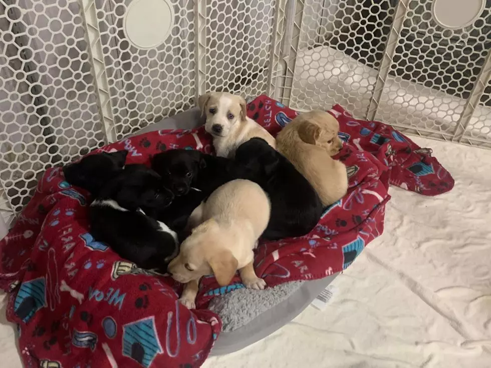 Donations Needed For Litter of Puppies Dumped at Henderson Park
