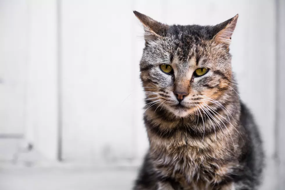 Feline Fix Needs Live Trap Donations for Local TNR Program