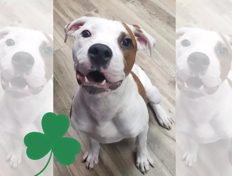 Adopt a Lucky Dog This St. Patrick’s Day With Half Off Adoption Fees