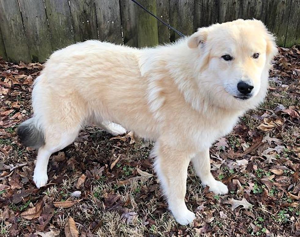 Charles Will Steal Your Heart [GBF PC Pound Puppy Of The Week]