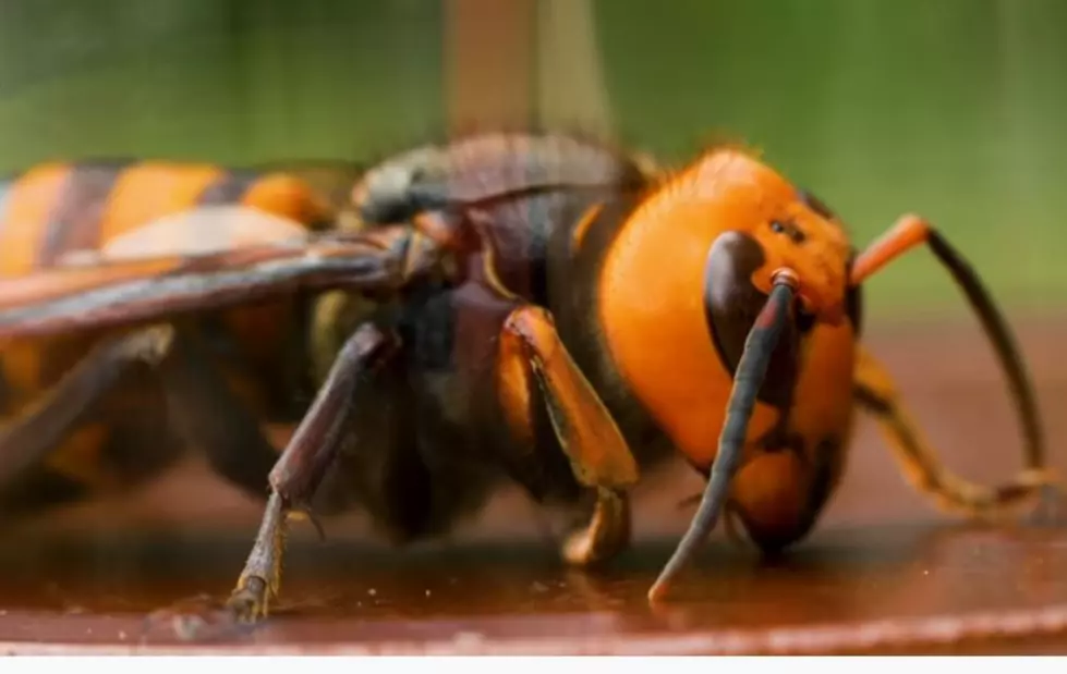 Here&#8217;s Why You Don&#8217;t Need to Worry About Asian Giant Hornets AKA Murder Hornets