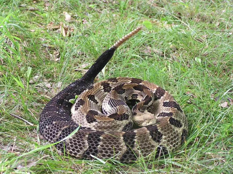 WATCH OUT: Indiana Is Home to Rattlesnakes And They Are On The Move