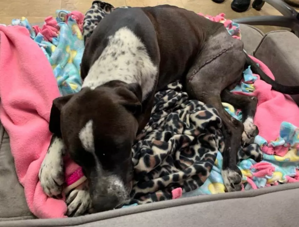Evansville Rescue Needing Foster for Dog With Broken Leg