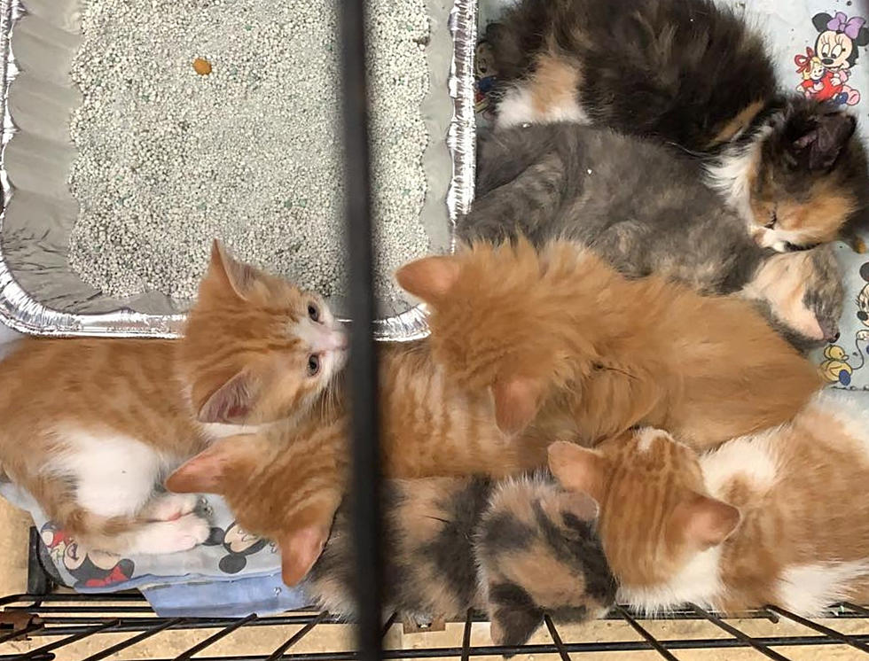 Evansville Rescue  Has Two Boxes of Kittens Dumped Now They Need Fosters