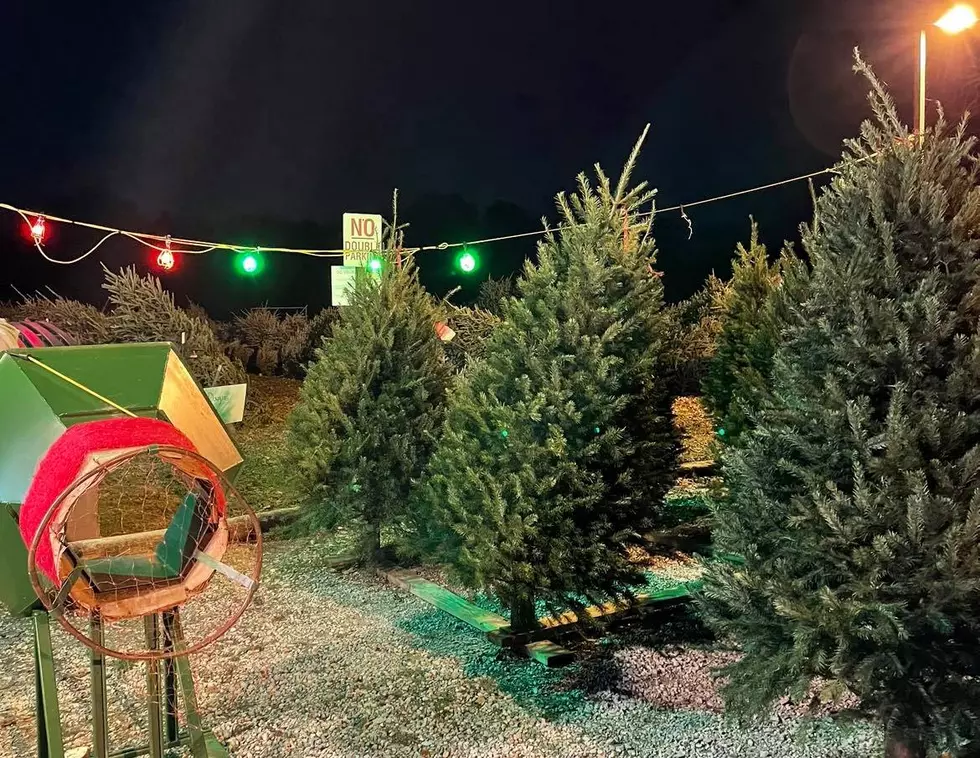 The Great Christmas Debate: Real or Fake Tree, and Why I’m Team Real Tree