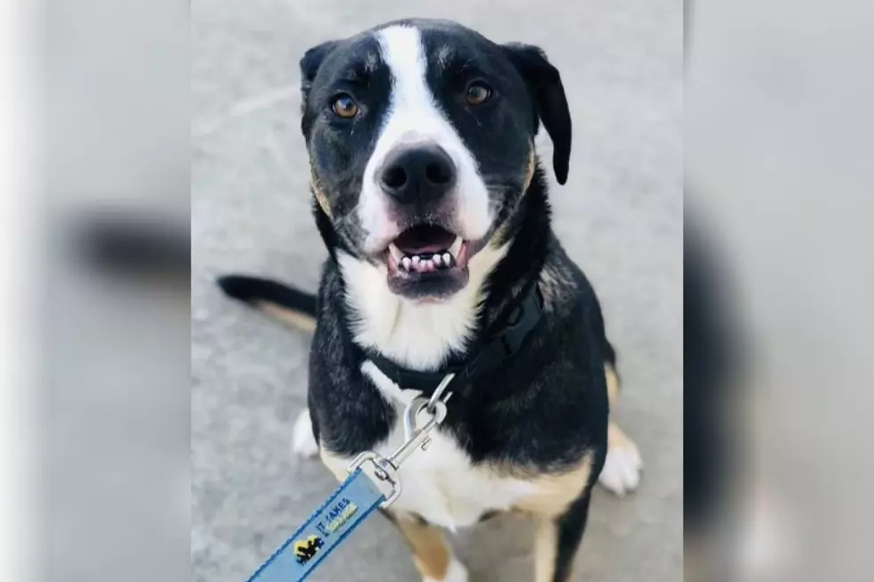 Rescue Dog Caught Almost A Week After Swimming Across Ohio River
