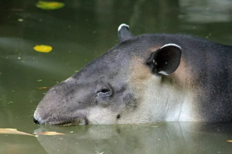 Mesker Park Zoo Says Goodbye to 26 Year Old Huey, the Baird’s Tapir