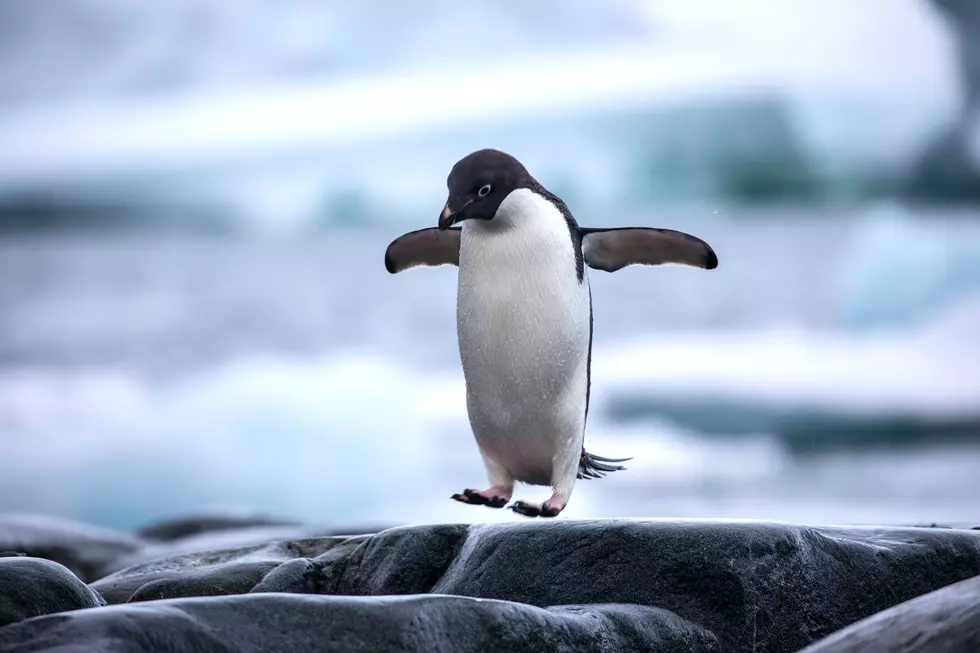 Want to Avoid Slipping on Ice?  Walk Like a Penguin
