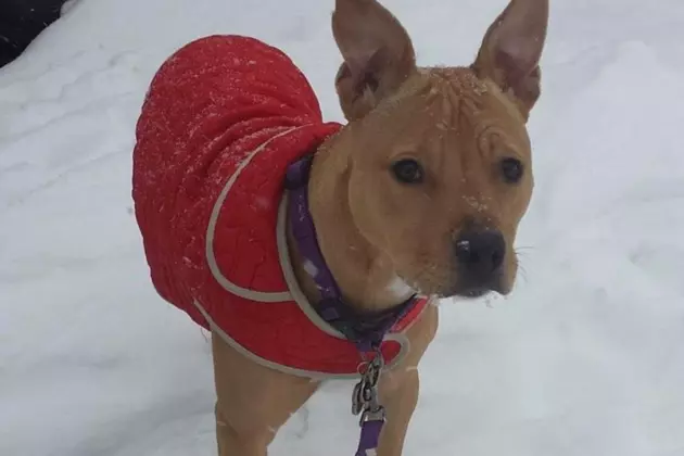 Here&#8217;s Ways to Keep Your Pets Safe in Freezing Temperatures