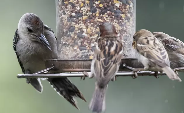 Keep Your Bird Feeders Clean To Reduce Risk of Salmonella Outbreaks