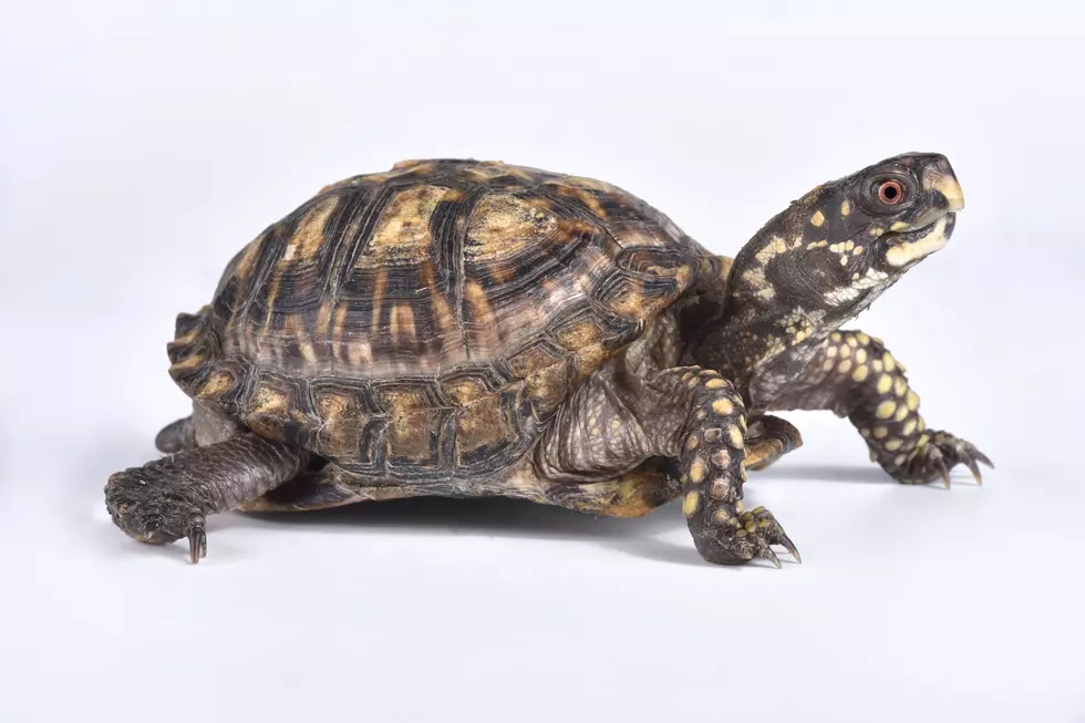 Moving a Box Turtle Could Do More Harm Than Good