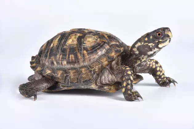 Moving a Box Turtle Could Do More Harm Than Good