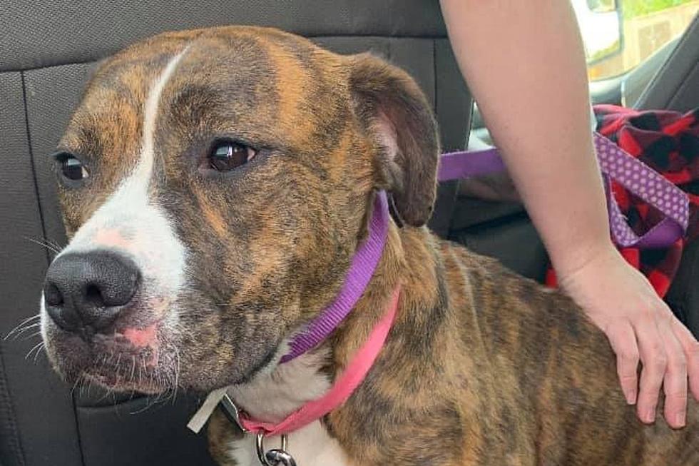 Evansville Business Finds Dog That was Dumped by Owners