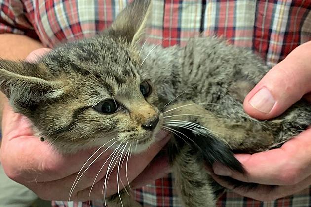 Warrick County Animal Control Needs Help With Sick Kitten&#8217;s Vet Bills