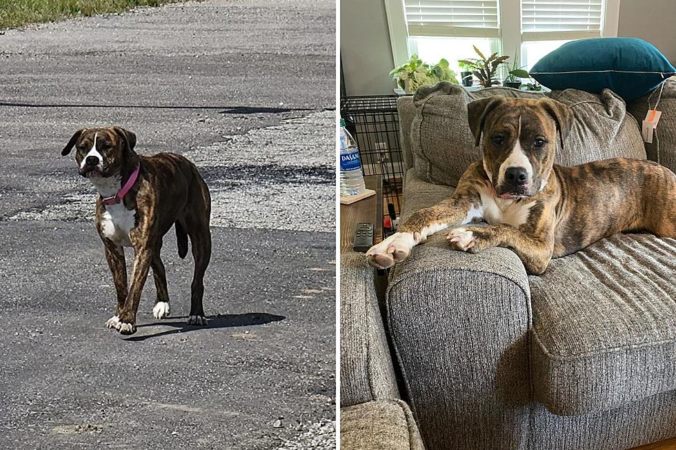 Dog Caught on Evansville Security Cameras Being Abandoned is Now Living the Sweet Life