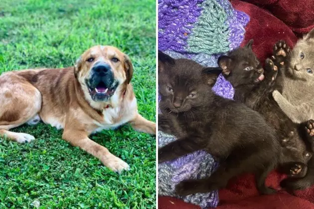 GBF Adoptable Dog &#038; Cat Of The Week: Ross &#038; Foster Kitties